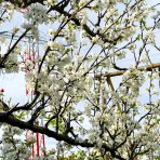 Slivka domáca (Prunus Domestica) ´PRESIDENT´- výška 240 cm, obvod kmeňa 20/25 cm, kont. C230L - TVAROVANÁ STENA